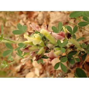 Cytisus triflorus Lam.