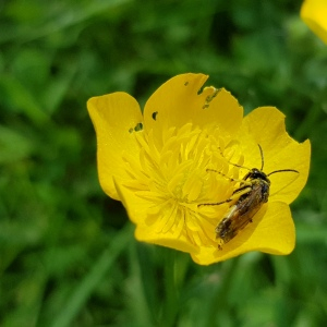 Photographie n°2558926 du taxon Ranunculus bulbosus L.