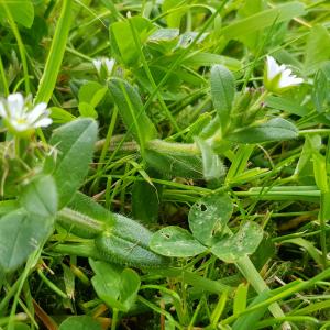 Photographie n°2558927 du taxon Cerastium fontanum Baumg.