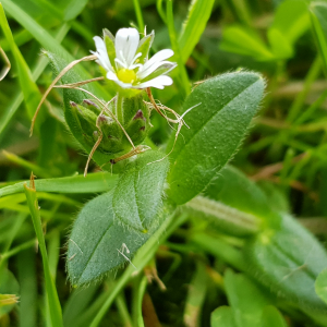 Photographie n°2558928 du taxon Cerastium fontanum Baumg.