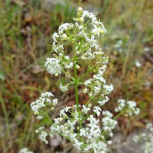 Photographie n°2558962 du taxon Galium album Mill. [1768]