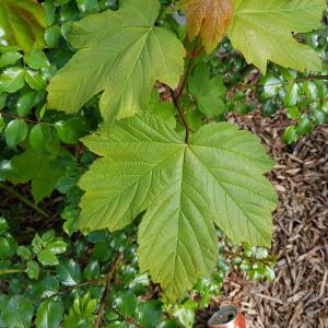 Photographie n°2558964 du taxon Acer pseudoplatanus L.