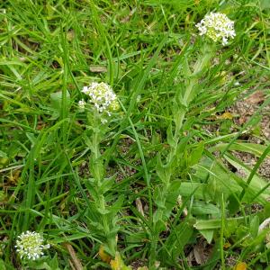 Photographie n°2558968 du taxon Lepidium heterophyllum Benth.