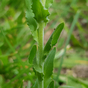 Photographie n°2558969 du taxon Lepidium heterophyllum Benth.