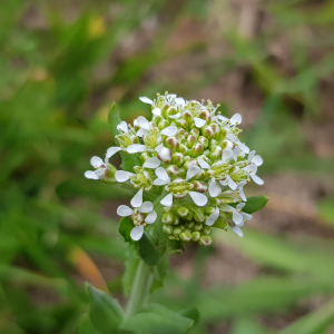 Photographie n°2558970 du taxon Lepidium heterophyllum Benth.