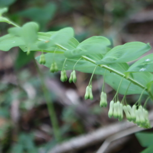 Photographie n°2558980 du taxon Polygonatum multiflorum (L.) All. [1785]