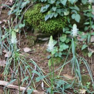 Photographie n°2558981 du taxon Phyteuma spicatum L. [1753]