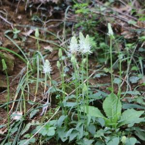 Photographie n°2558982 du taxon Phyteuma spicatum L. [1753]