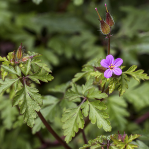 Photographie n°2558991 du taxon Geranium purpureum Vill.