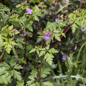 Photographie n°2558993 du taxon Geranium purpureum Vill.