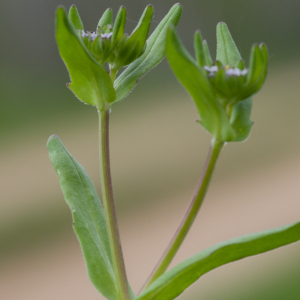 Photographie n°2559003 du taxon Valerianella locusta (L.) Laterr. [1821]