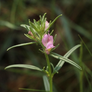 Photographie n°2559066 du taxon Misopates orontium (L.) Raf.