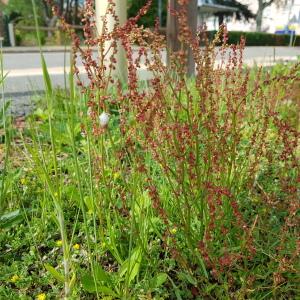 Photographie n°2559079 du taxon Rumex acetosella L.