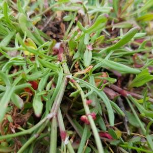 Photographie n°2559080 du taxon Rumex acetosella L.