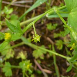 Photographie n°2559082 du taxon Ranunculus parviflorus subsp. parviflorus