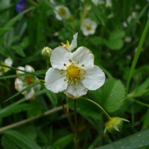 Photographie n°2559092 du taxon Potentilla sterilis (L.) Garcke [1856]