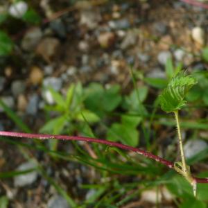 Photographie n°2559094 du taxon Potentilla sterilis (L.) Garcke [1856]