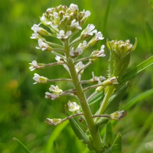 Photographie n°2559146 du taxon Lepidium heterophyllum Benth.