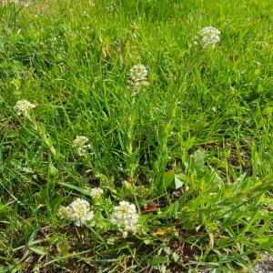 Photographie n°2559147 du taxon Lepidium heterophyllum Benth.