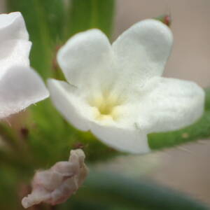 Photographie n°2559154 du taxon Buglossoides arvensis (L.) I.M.Johnst.