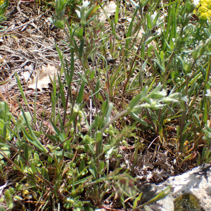 Photographie n°2559158 du taxon Buglossoides arvensis (L.) I.M.Johnst.