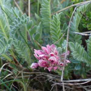 Photographie n°2559182 du taxon Anthyllis montana L.