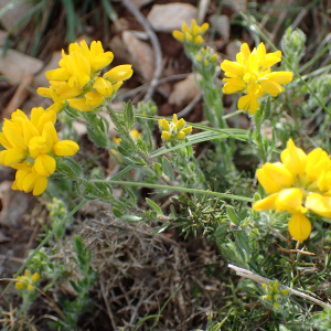 Photographie n°2559185 du taxon Genista hispanica L.