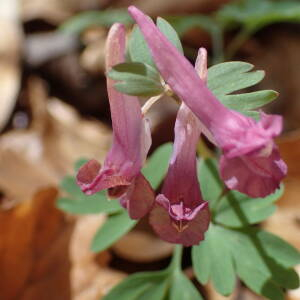 Photographie n°2559190 du taxon Corydalis solida (L.) Clairv.