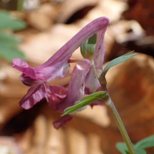 Photographie n°2559191 du taxon Corydalis solida (L.) Clairv.