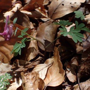 Photographie n°2559193 du taxon Corydalis solida (L.) Clairv.