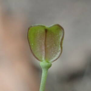 Photographie n°2559200 du taxon Teesdalia nudicaulis (L.) R.Br.