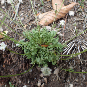 Photographie n°2559202 du taxon Teesdalia nudicaulis (L.) R.Br.