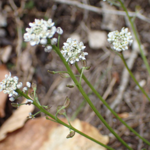 Photographie n°2559203 du taxon Teesdalia nudicaulis (L.) R.Br.