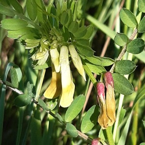 Photographie n°2559332 du taxon Vicia lutea subsp. lutea