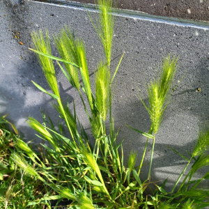 Photographie n°2559340 du taxon Hordeum murinum L.