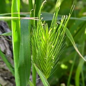 Photographie n°2559341 du taxon Hordeum murinum L.