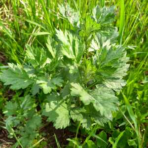 Photographie n°2559346 du taxon Artemisia vulgaris L.