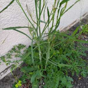 Photographie n°2559367 du taxon Chondrilla juncea L.