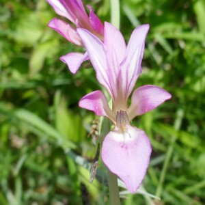 Photographie n°2559392 du taxon Gladiolus italicus Mill. [1768]