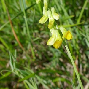 Photographie n°2559409 du taxon Lathyrus pratensis L. [1753]