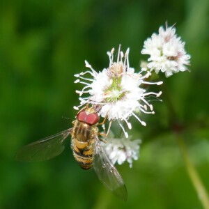 Photographie n°2559423 du taxon Sanicula europaea L. [1753]