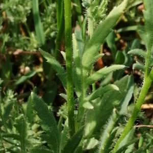 Photographie n°2559435 du taxon Papaver rhoeas L.