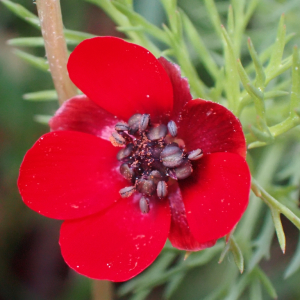 Photographie n°2559447 du taxon Adonis sp.