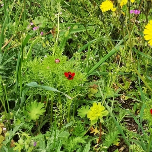 Photographie n°2559448 du taxon Adonis sp.