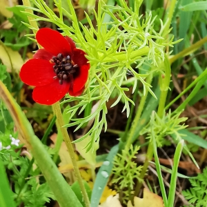 Photographie n°2559449 du taxon Adonis sp.