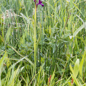 Photographie n°2559472 du taxon Anacamptis laxiflora (Lam.) R.M.Bateman, Pridgeon & M.W.Chase