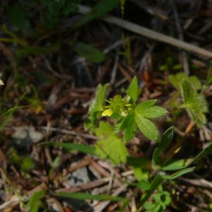  - Ranunculus parviflorus subsp. parviflorus