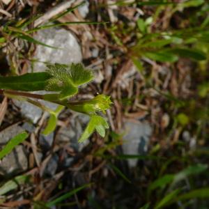  - Ranunculus parviflorus subsp. parviflorus