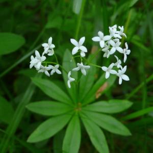 Photographie n°2559521 du taxon Galium odoratum (L.) Scop. [1771]