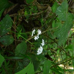 Photographie n°2559523 du taxon Galium odoratum (L.) Scop. [1771]